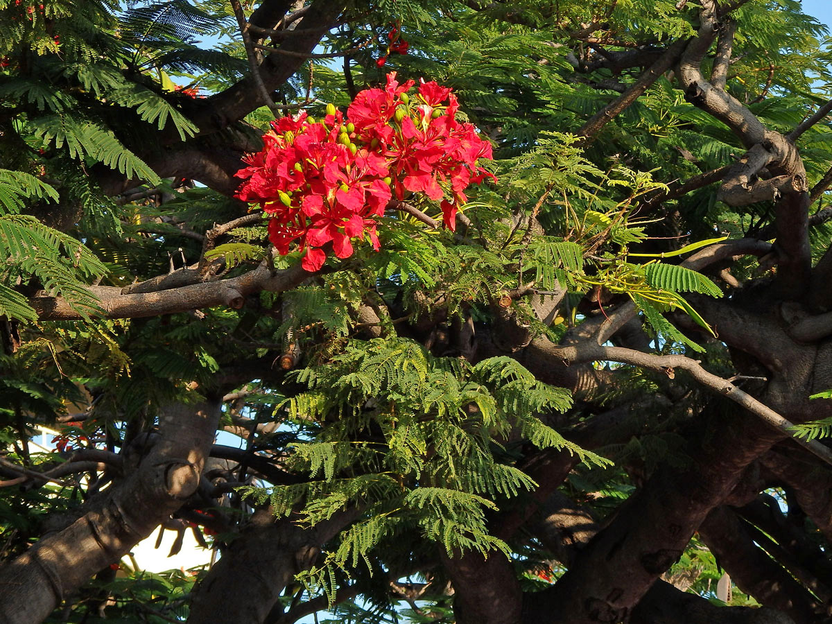 Delonix královská (Delonix regia (Bojer ex Hook.) Raf.)