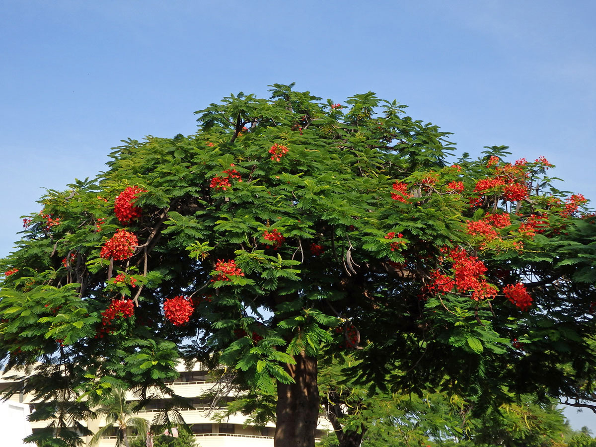 Delonix královská (Delonix regia (Bojer ex Hook.) Raf.)