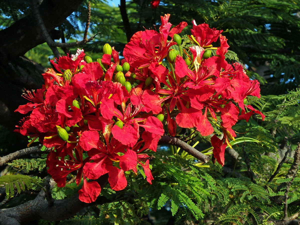 Delonix královská (Delonix regia (Bojer ex Hook.) Raf.)