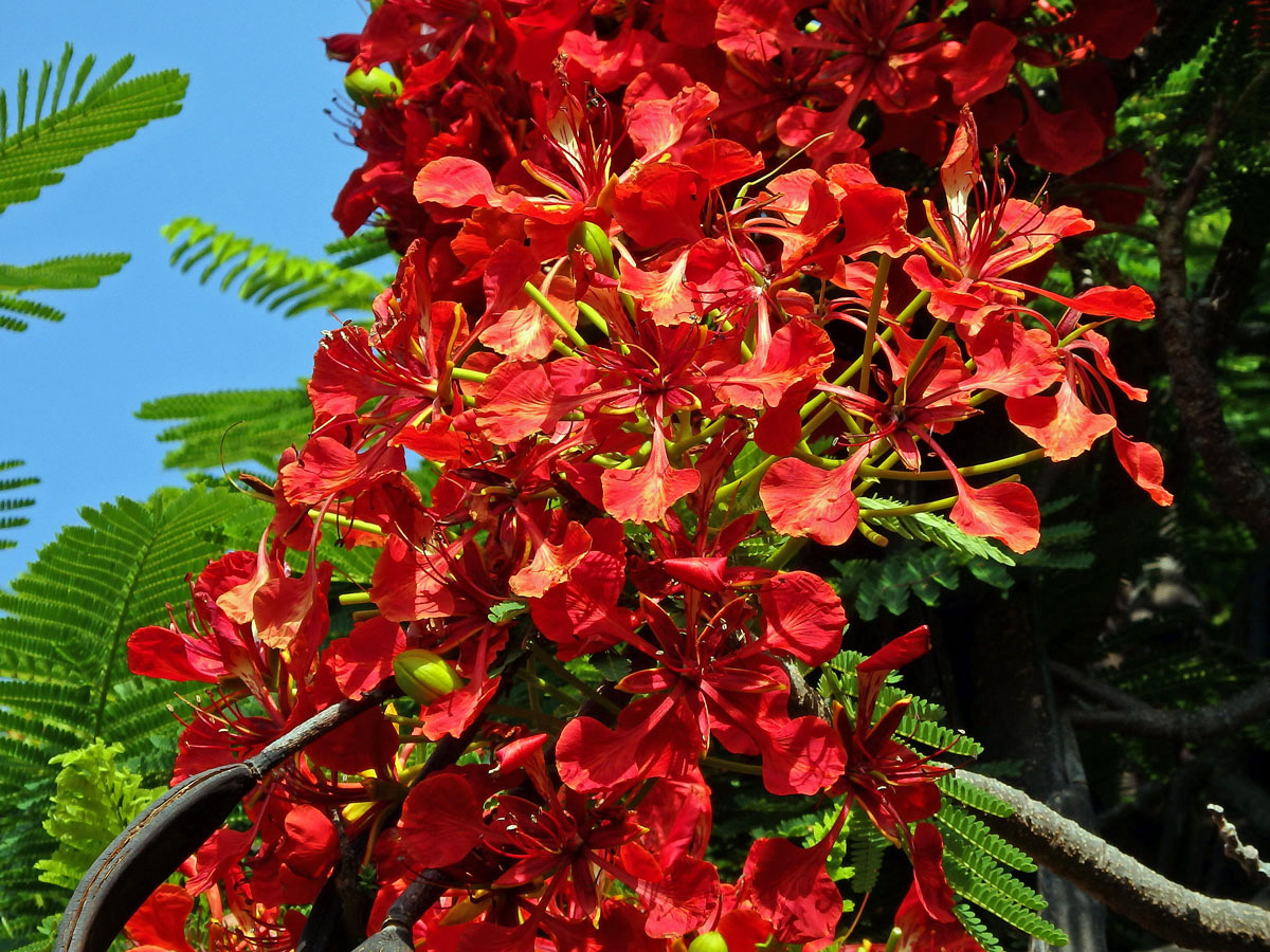 Delonix královská (Delonix regia (Bojer ex Hook.) Raf.)