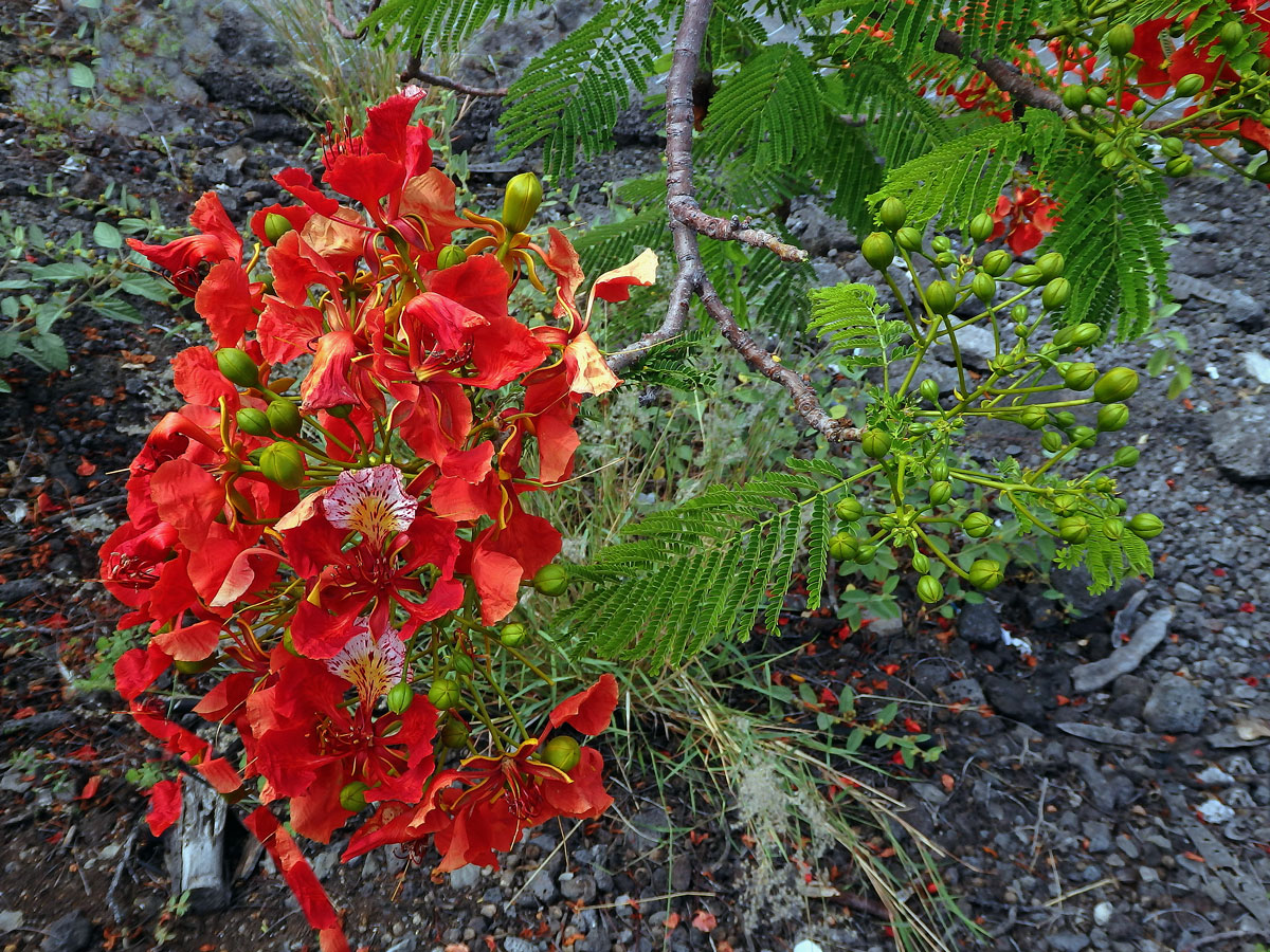 Delonix královská (Delonix regia (Bojer ex Hook.) Raf.)