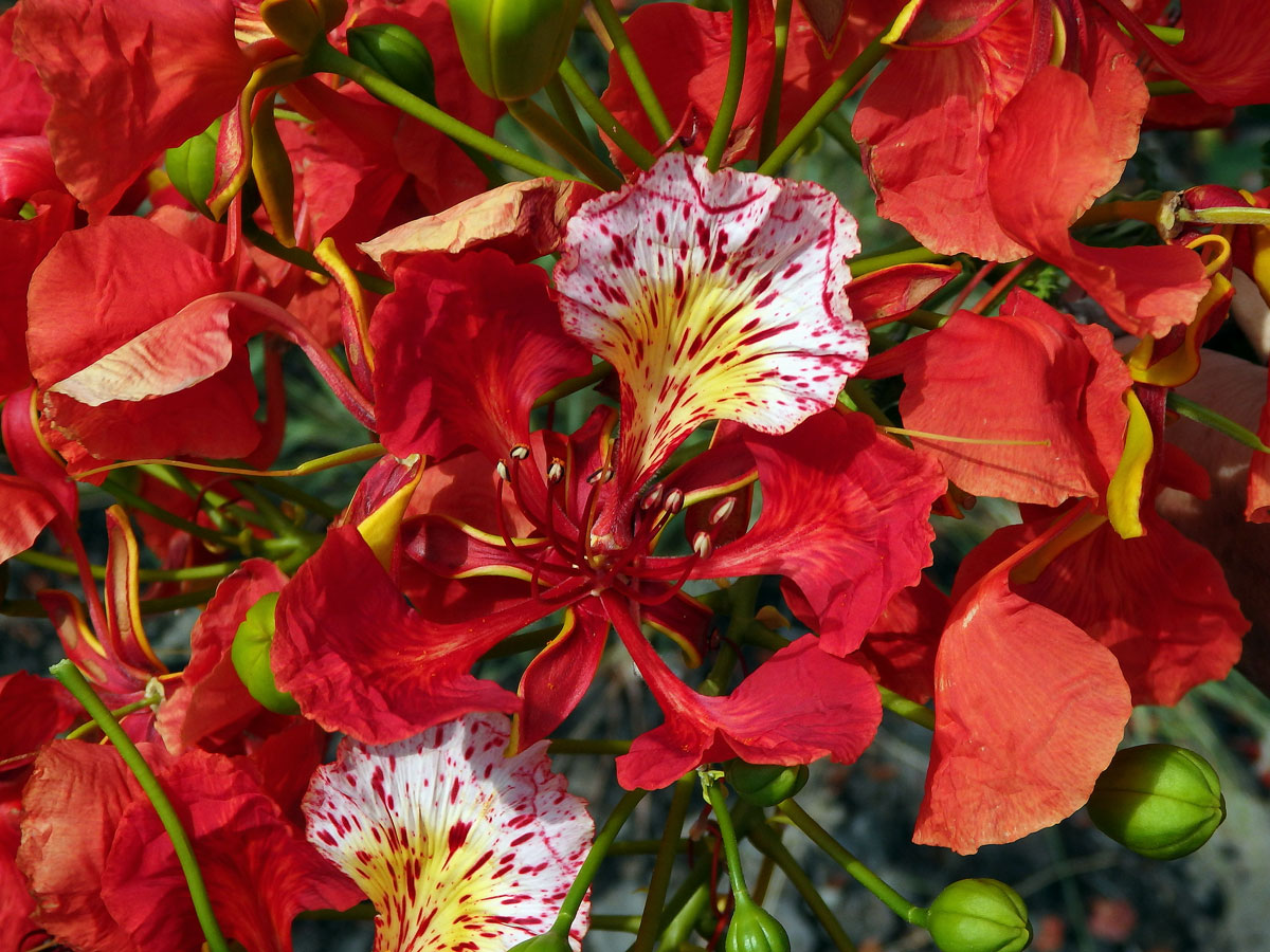 Delonix královská (Delonix regia (Bojer ex Hook.) Raf.)