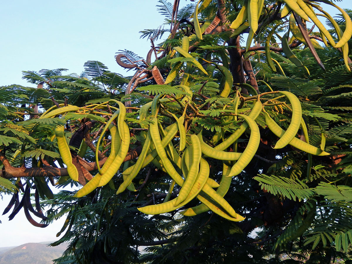 Delonix královská (Delonix regia (Bojer ex Hook.) Raf.)