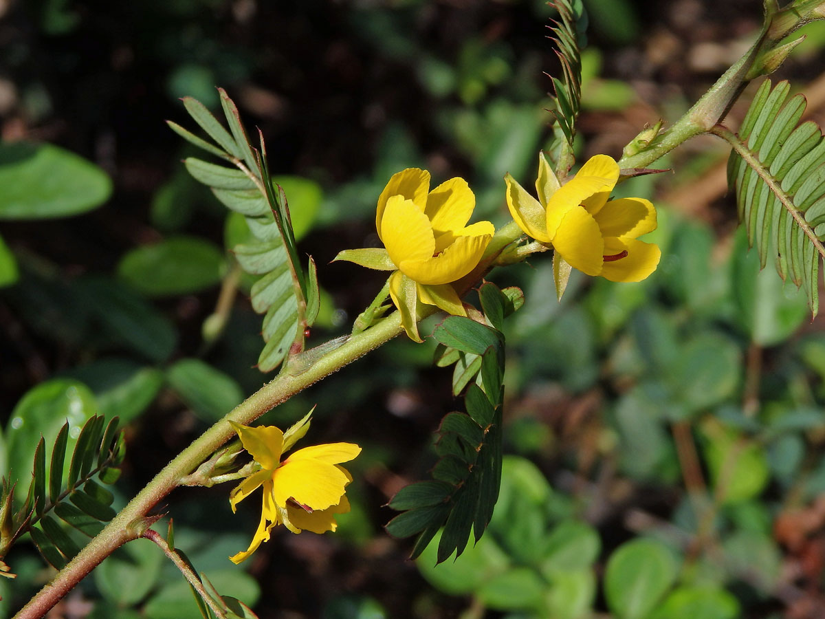 Chamaecrista nictitans (L.) Moench