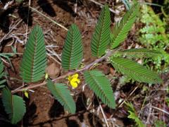 Chamaecrista nictitans (L.) Moench