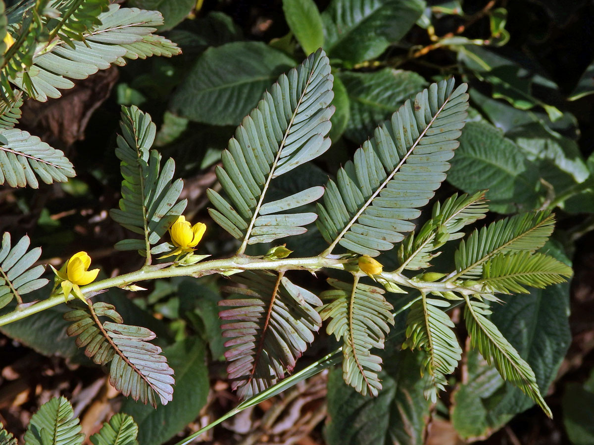 Chamaecrista nictitans (L.) Moench