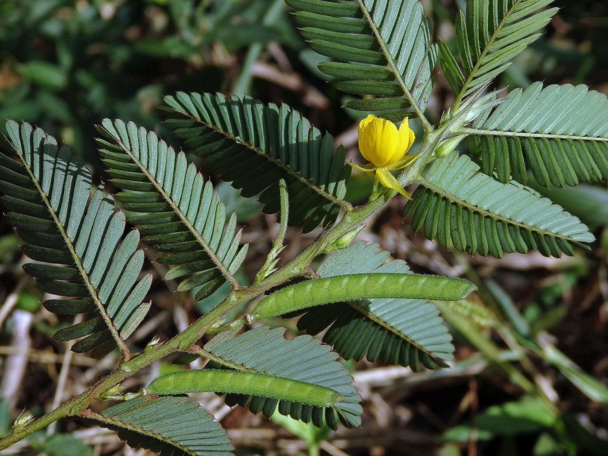 Chamaecrista nictitans (L.) Moench