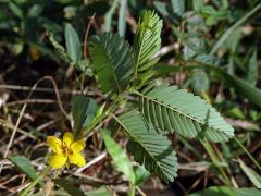 Chamaecrista nictitans (L.) Moench