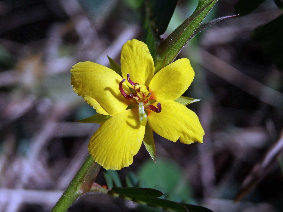 Chamaecrista nictitans (L.) Moench