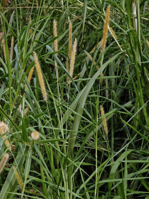 Dochan (Pennisetum purpureum Schumacher)