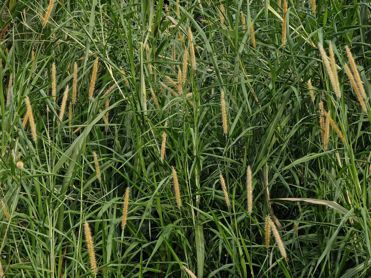 Dochan (Pennisetum purpureum Schumacher)