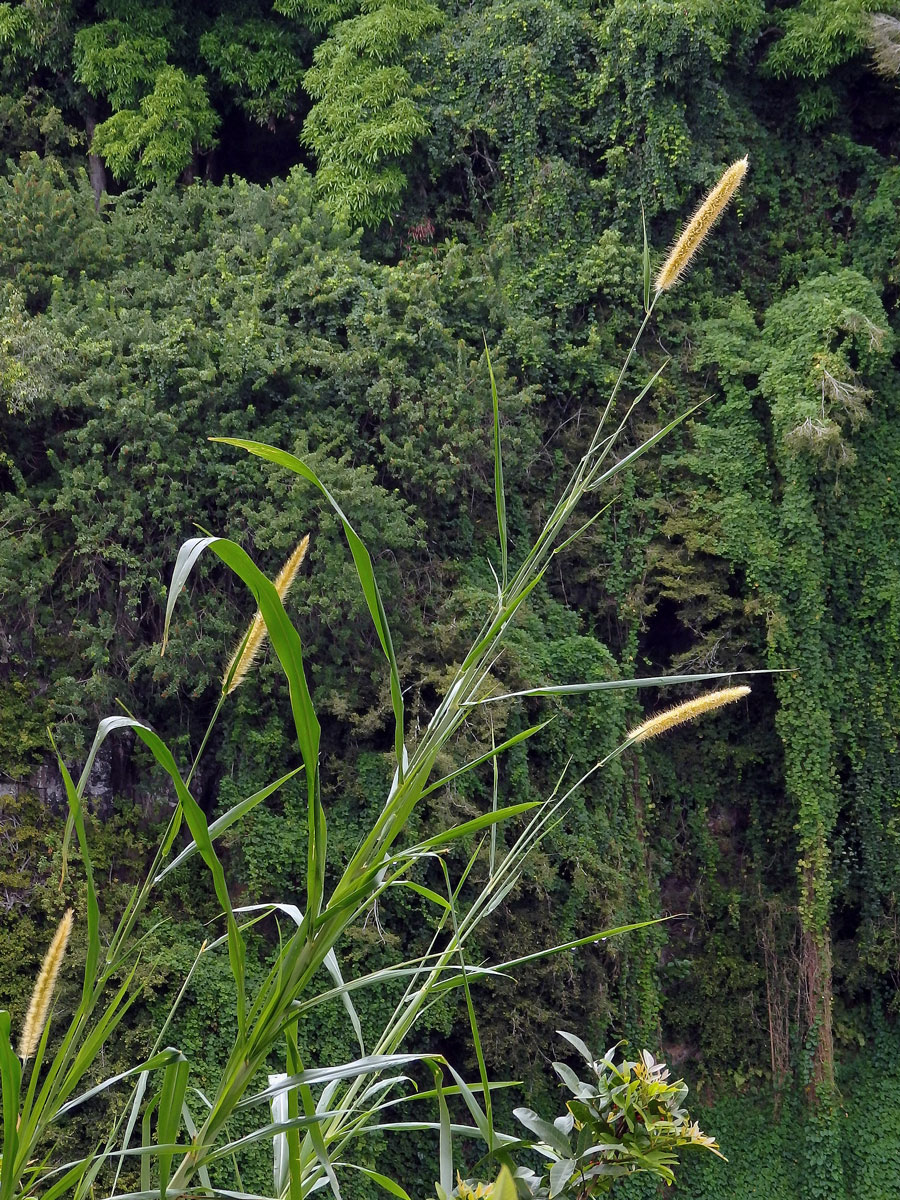 Dochan (Pennisetum purpureum Schumacher)