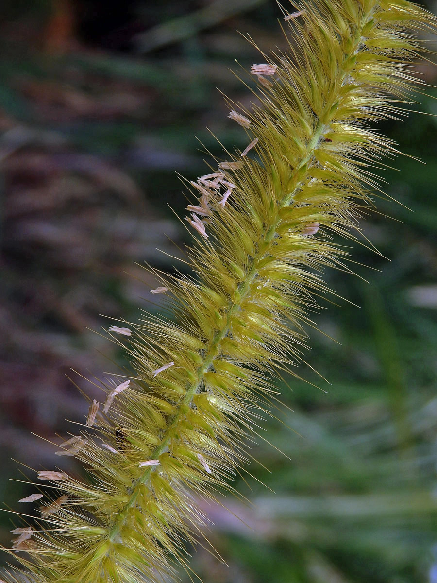 Dochan (Pennisetum purpureum Schumacher)