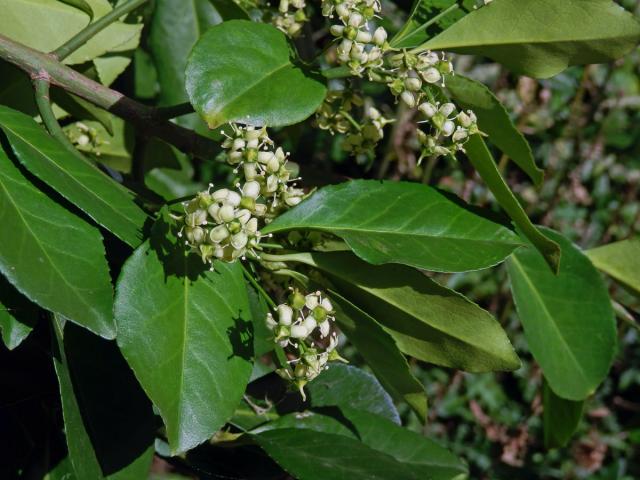 Brslen Fortuneův (Euonymus fortunei (Turcz.) Hand.-Maz.)