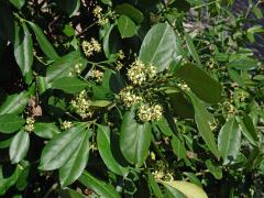 Brslen Fortuneův (Euonymus fortunei (Turcz.) Hand.-Maz.)