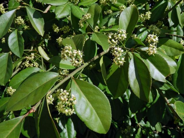 Brslen Fortuneův (Euonymus fortunei (Turcz.) Hand.-Maz.)