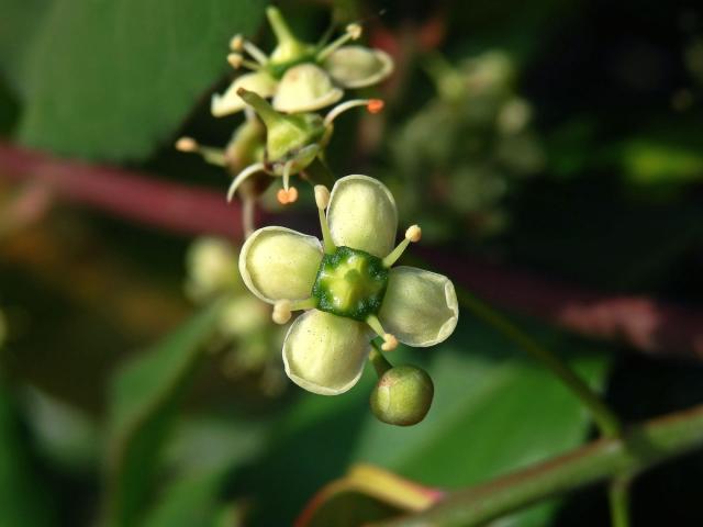 Brslen Fortuneův (Euonymus fortunei (Turcz.) Hand.-Maz.)