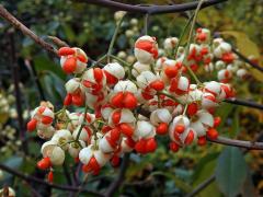 Brslen Fortuneův (Euonymus fortunei (Turcz.) Hand.-Maz.)