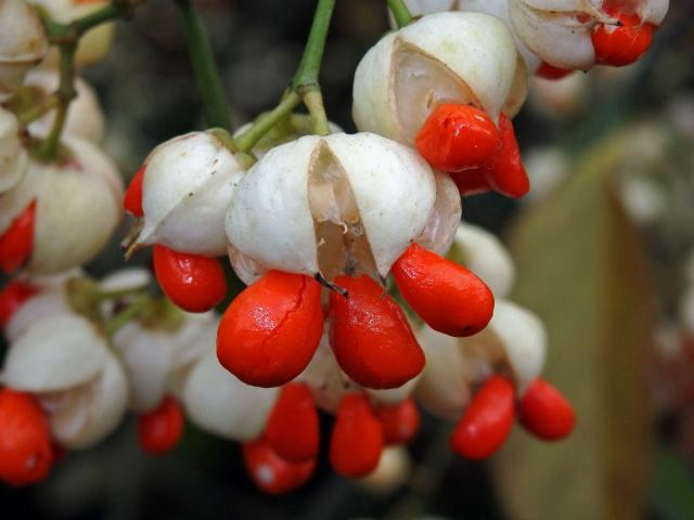 Brslen Fortuneův (Euonymus fortunei (Turcz.) Hand.-Maz.)