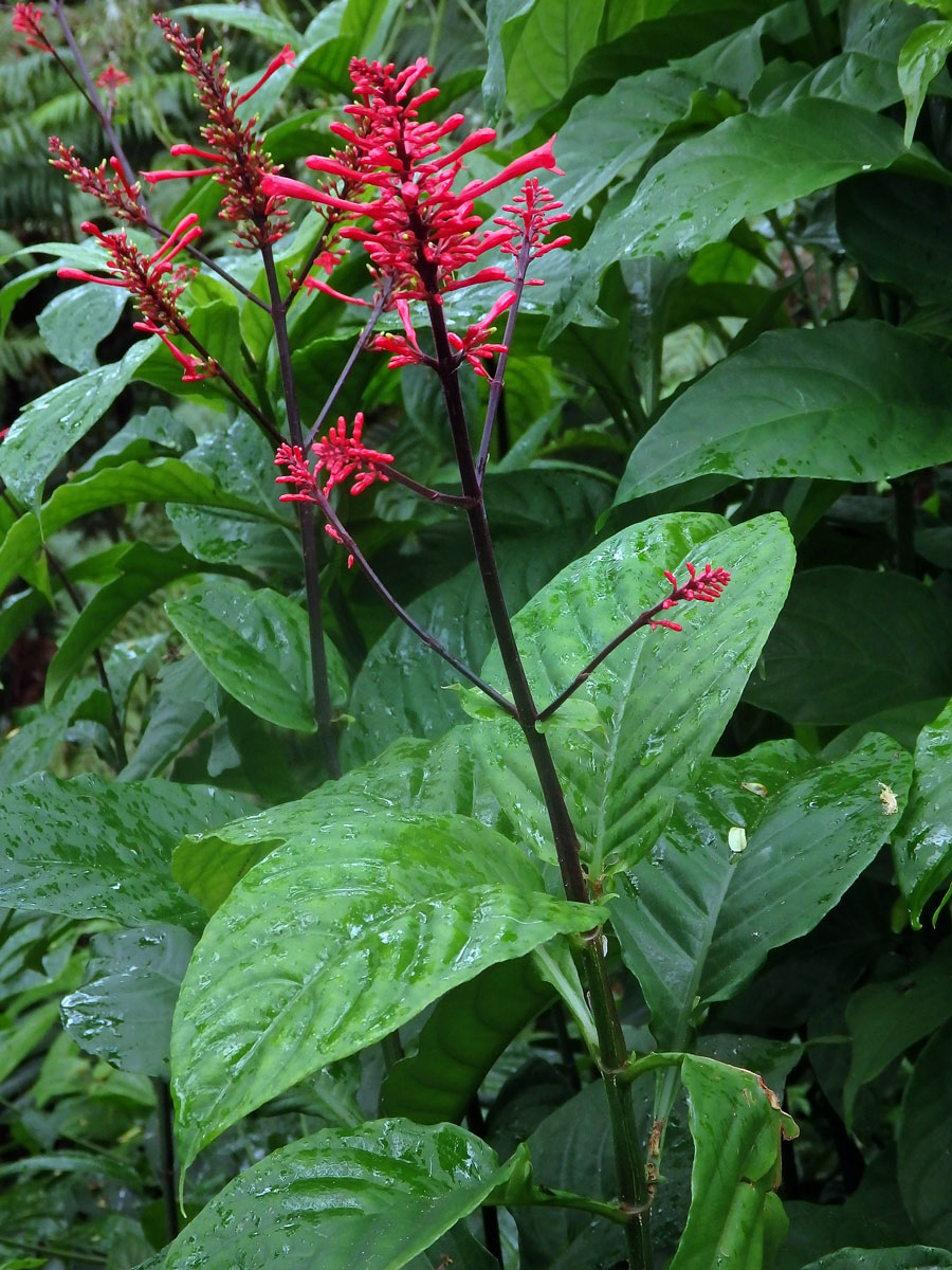 Odontonema cuspidatum (Nees) Kuntze