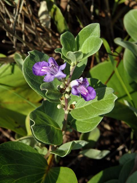 Drmek okrouhlolistý (Vitex rotundifolia L. f.)