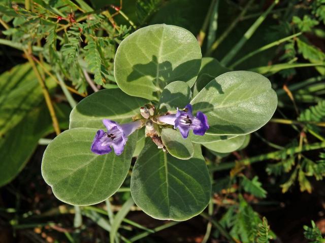 Drmek okrouhlolistý (Vitex rotundifolia L. f.)