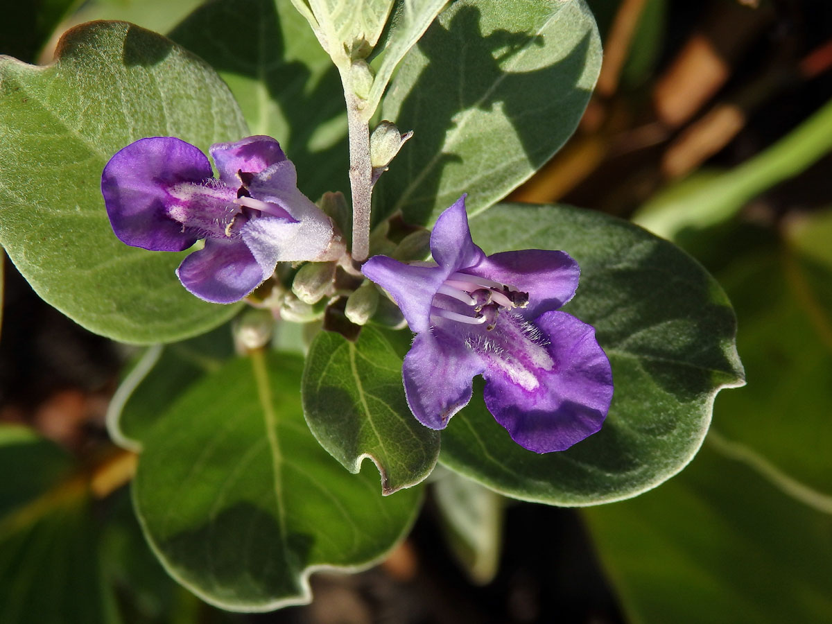 Drmek okrouhlolistý (Vitex rotundifolia L. f.)