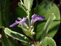 Drmek okrouhlolistý (Vitex rotundifolia L. f.)