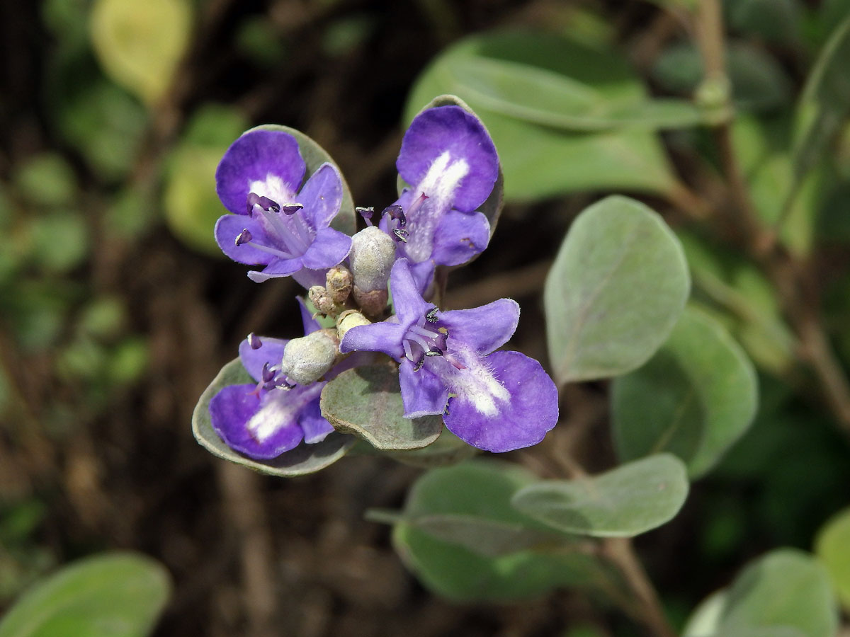 Drmek okrouhlolistý (Vitex rotundifolia L. f.)