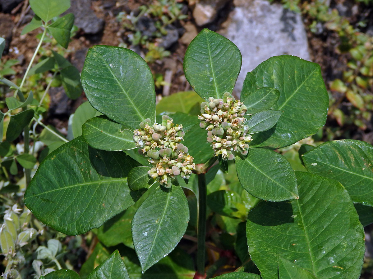 Pryšec (Euphorbia heterophylla L.)