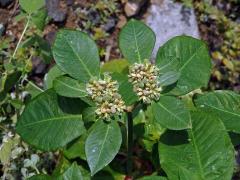 Pryšec (Euphorbia heterophylla L.)   