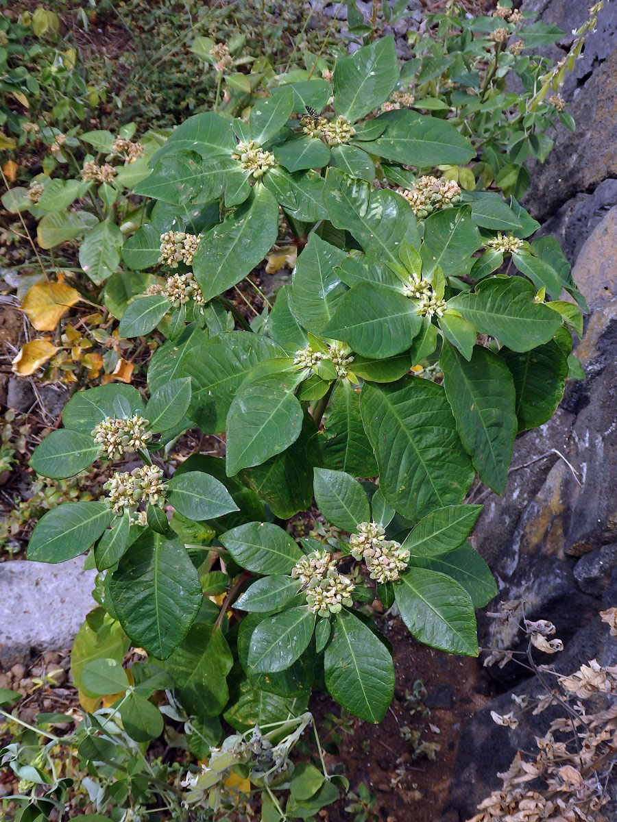 Pryšec (Euphorbia heterophylla L.)