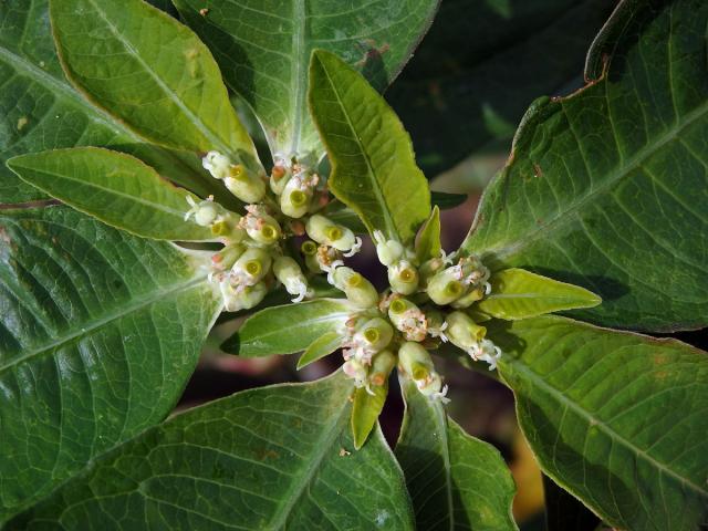 Pryšec (Euphorbia heterophylla L.)