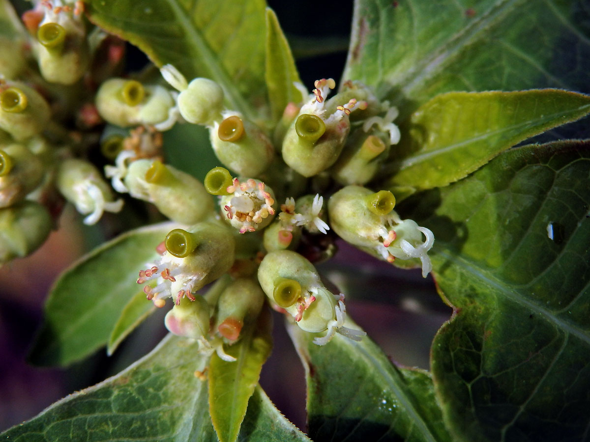 Pryšec (Euphorbia heterophylla L.)