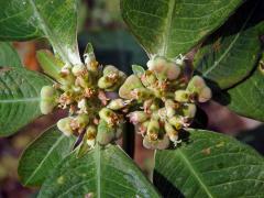 Pryšec (Euphorbia heterophylla L.)