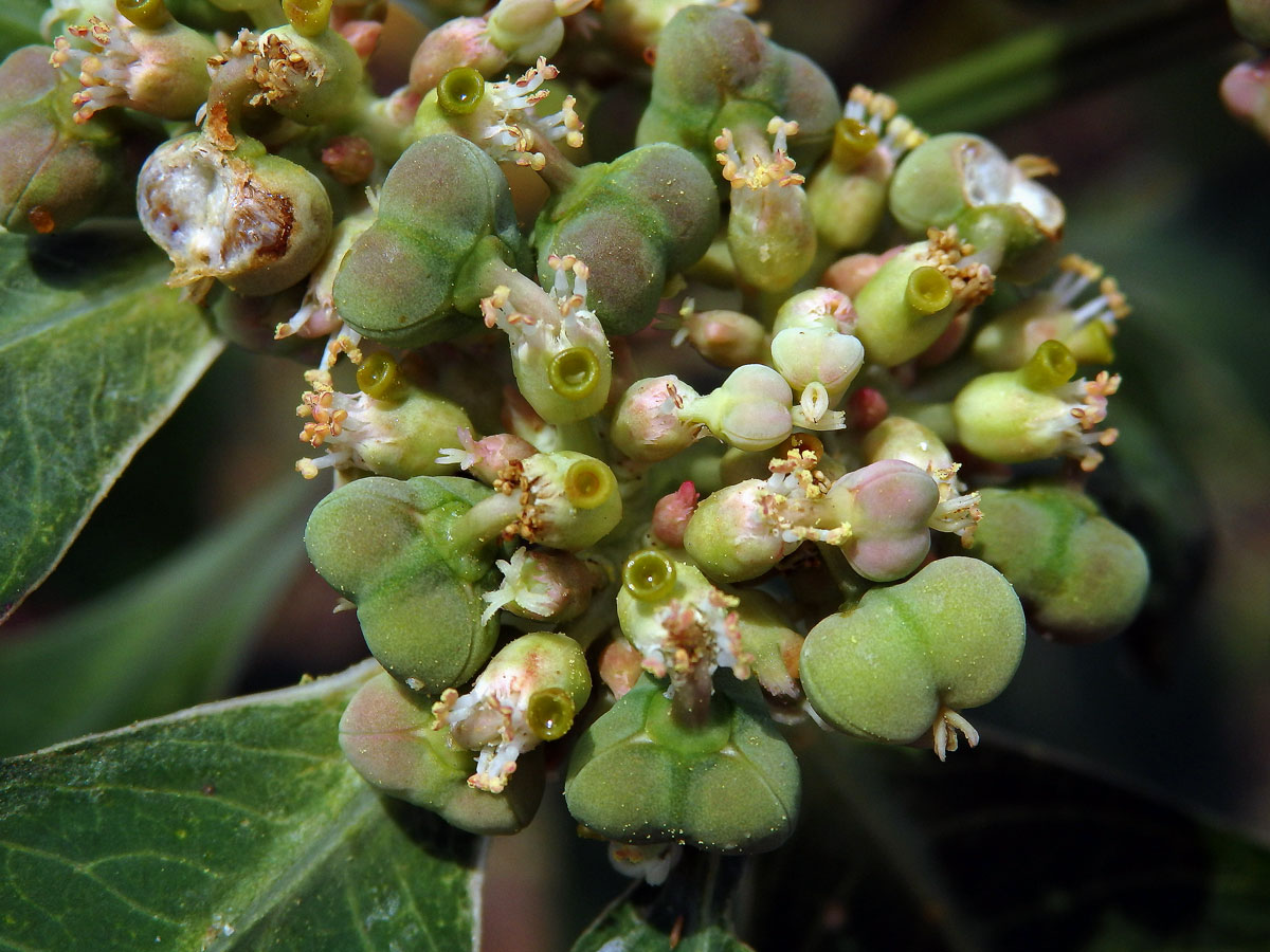 Pryšec (Euphorbia heterophylla L.)