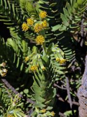 Dubautia menziesii (Gray) Keck