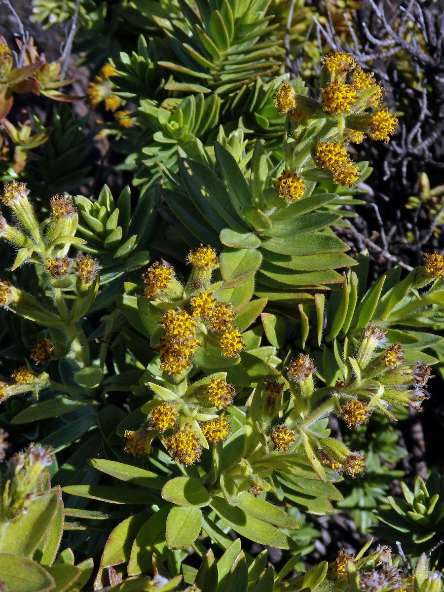 Dubautia menziesii (Gray) Keck