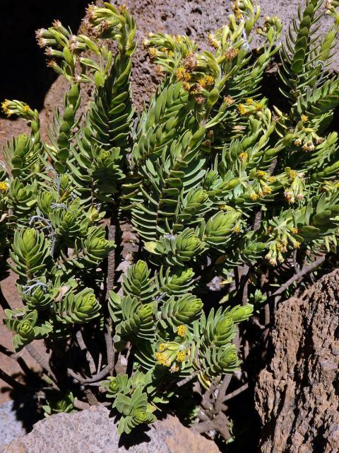 Dubautia menziesii (Gray) Keck