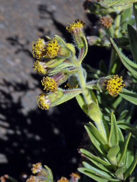 Dubautia menziesii (Gray) Keck