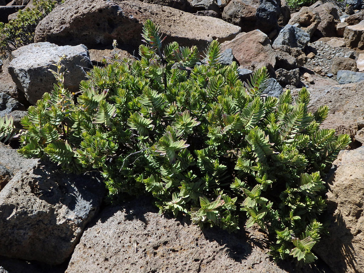 Dubautia menziesii (Gray) Keck