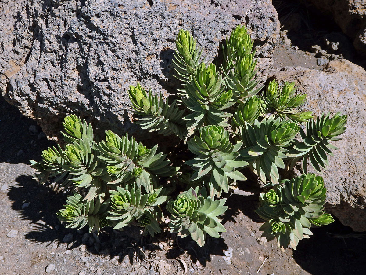 Dubautia menziesii (Gray) Keck