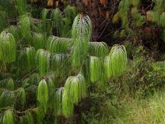 Borovice (Pinus patula Schiede ex Schltdl. & Cham.)