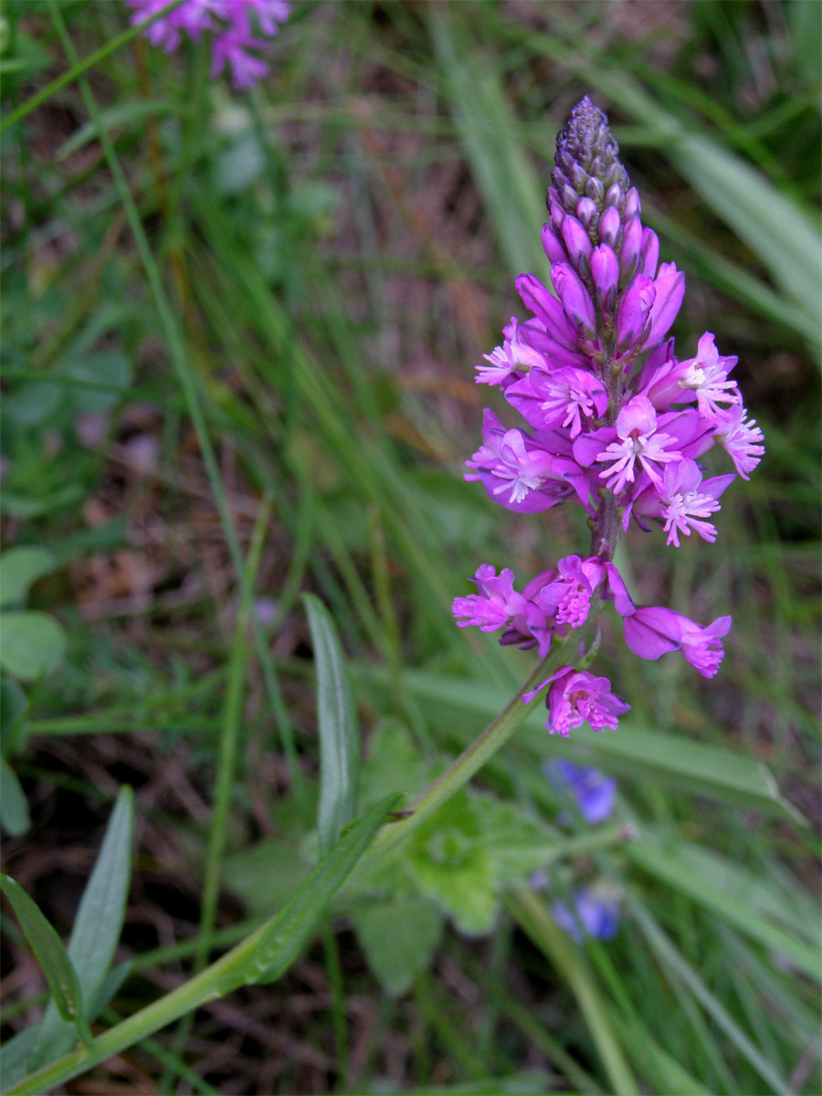 Vítod větší (Polygala major Jacq.)