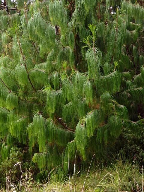 Borovice (Pinus patula Schiede ex Schltdl. & Cham.)