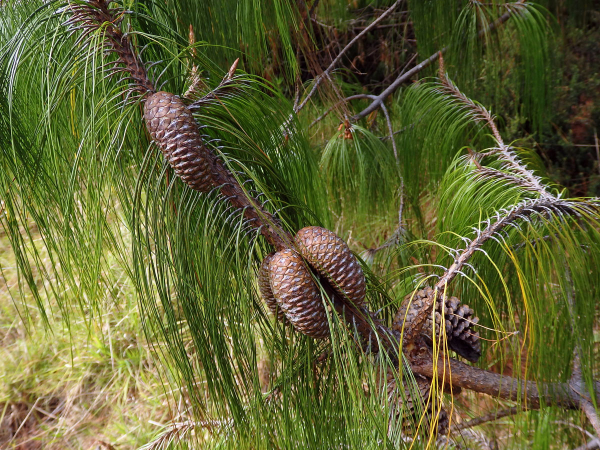 Borovice (Pinus patula Schiede ex Schltdl. & Cham.)