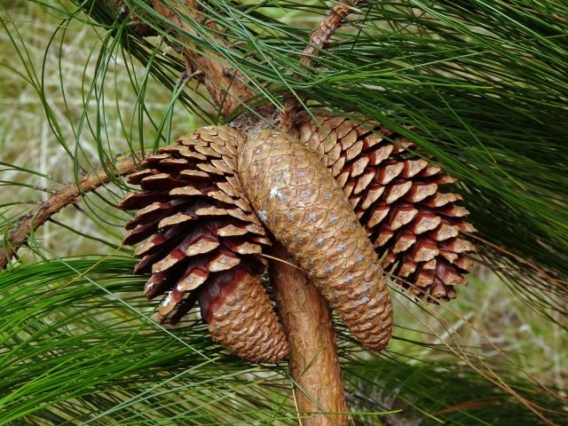 Borovice (Pinus patula Schiede ex Schltdl. & Cham.)