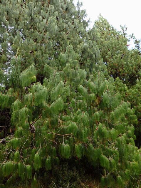 Borovice (Pinus patula Schiede ex Schltdl. & Cham.)