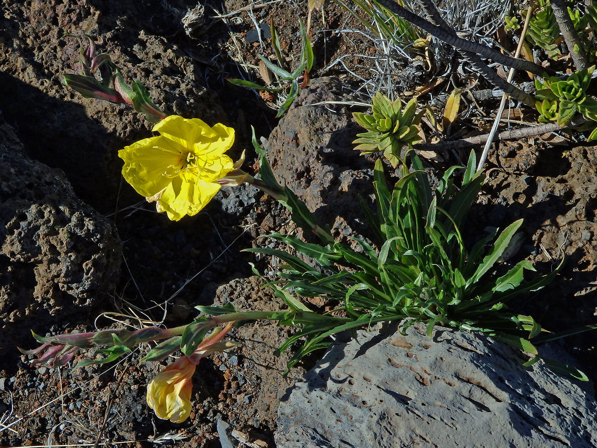 Pupalka tuhá (Oenothera stricta Ledeb. ex Link)