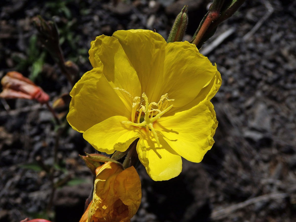 Pupalka tuhá (Oenothera stricta Ledeb. ex Link)